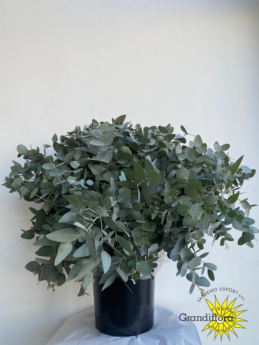 <h4>Cinerea Long 400 XL Extreme GF</h4>