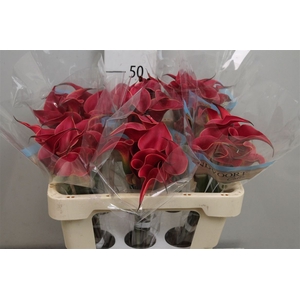 Calla Red Charm | Heavy Quality