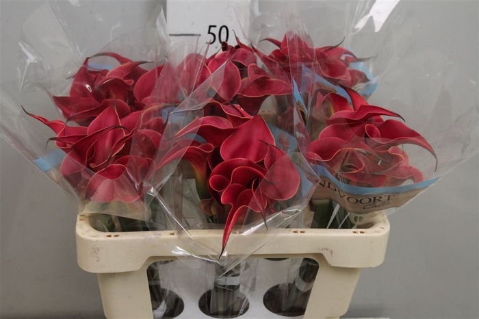 <h4>Calla Red Charm | Heavy Quality</h4>