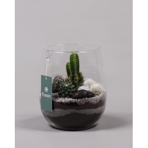 Glazen vaas met Cactussen