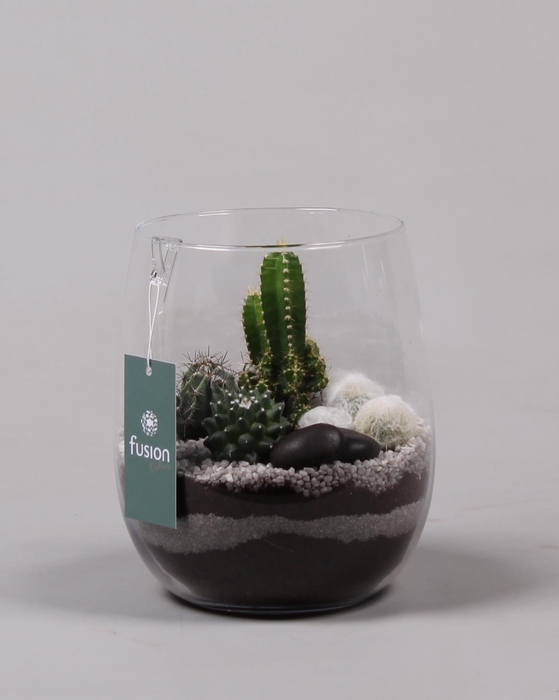 <h4>Glazen vaas met Cactussen</h4>