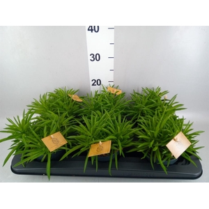 Peperomia ferreyrae 'Nevada'