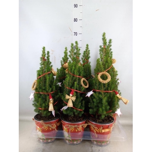 Kerstboom   ...versierd