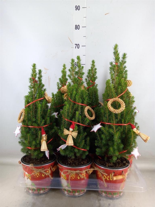 <h4>Kerstboom   ...versierd</h4>