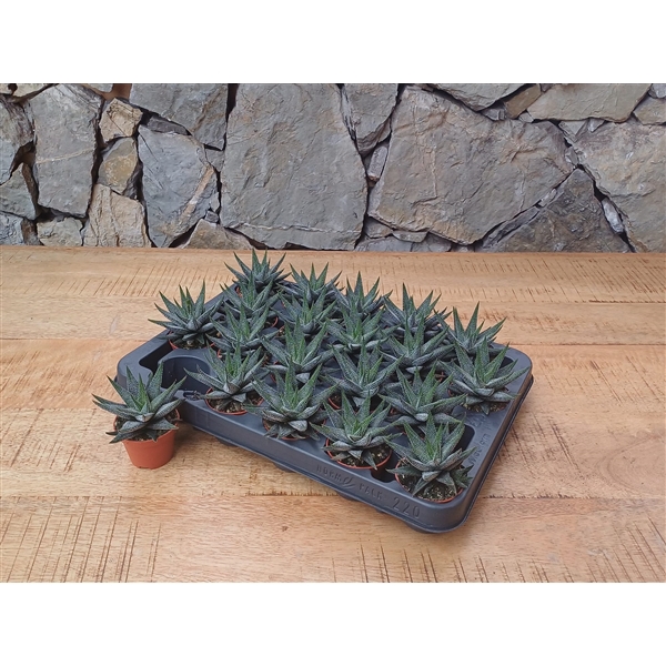 <h4>BK 47.2 Haworthia Concolor 6cm</h4>