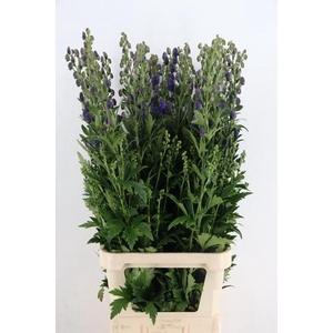 ACONITUM CAR ARENDSII