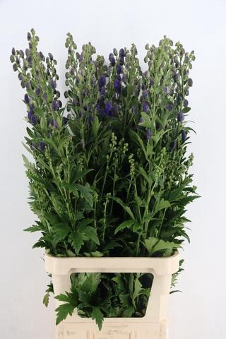 <h4>ACONITUM CAR ARENDSII</h4>