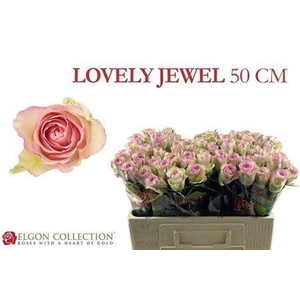 R Gr Lovely Jewel