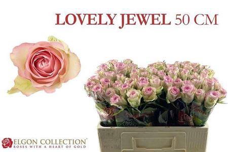<h4>R Gr Lovely Jewel</h4>