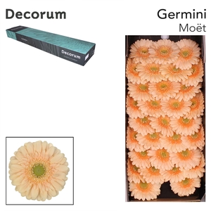 Germini Moet Doos