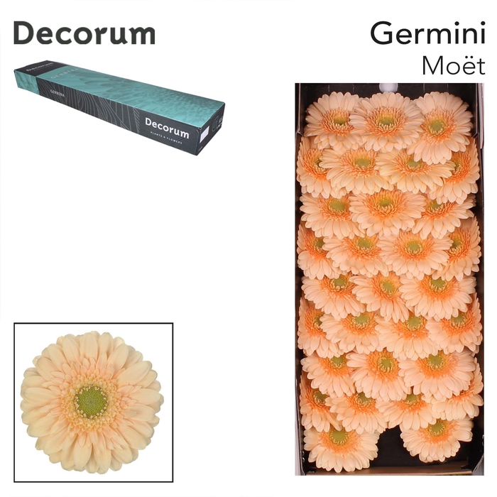 <h4>GE MI MOET Doos x60</h4>