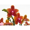 PHAL OV ORANJE