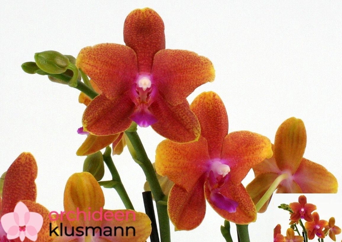 PHAL OV ORANJE