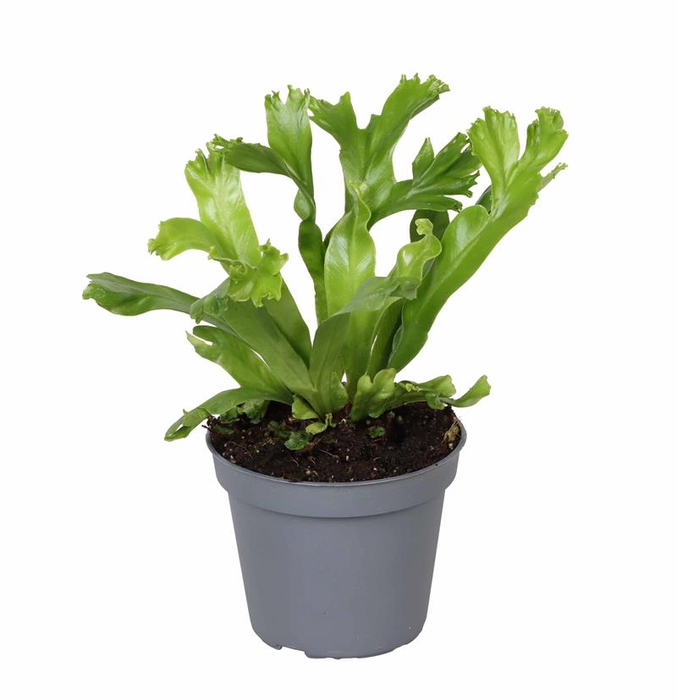 <h4>ASPLENIUM NIDUS p6 LESLIE</h4>