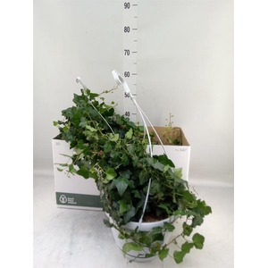 Hedera helix 'Wonder'