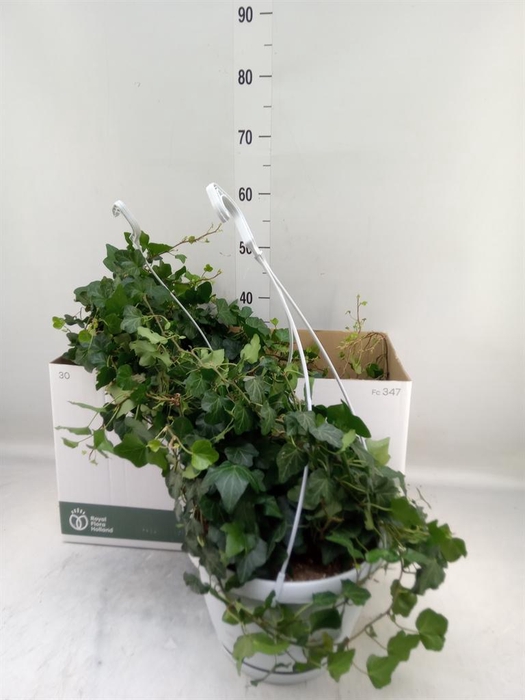 <h4>Hedera helix 'Wonder'</h4>