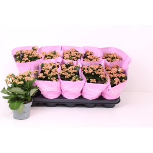 KAL GE PERFECTA PINK