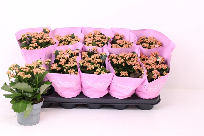 <h4>KAL GE PERFECTA PINK</h4>