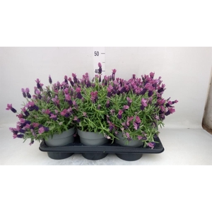 Lavandula stoec. 'Flirt'