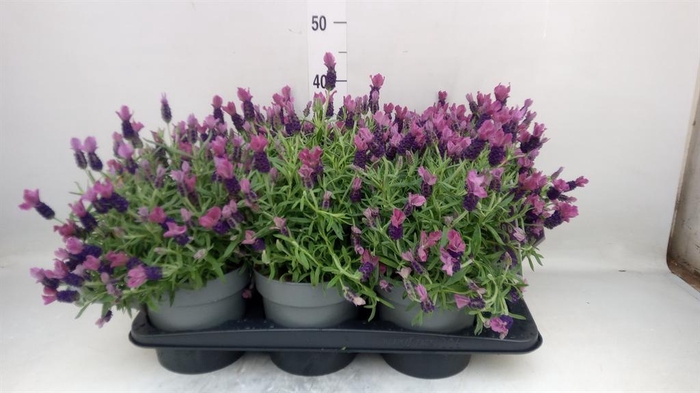 <h4>Lavandula stoec. 'Flirt'</h4>