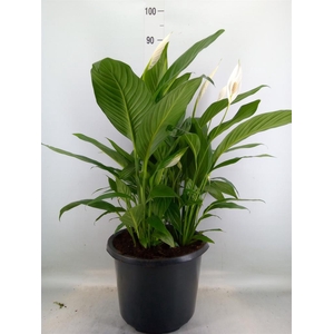 Spathiphyllum  'Bingo Cupido'