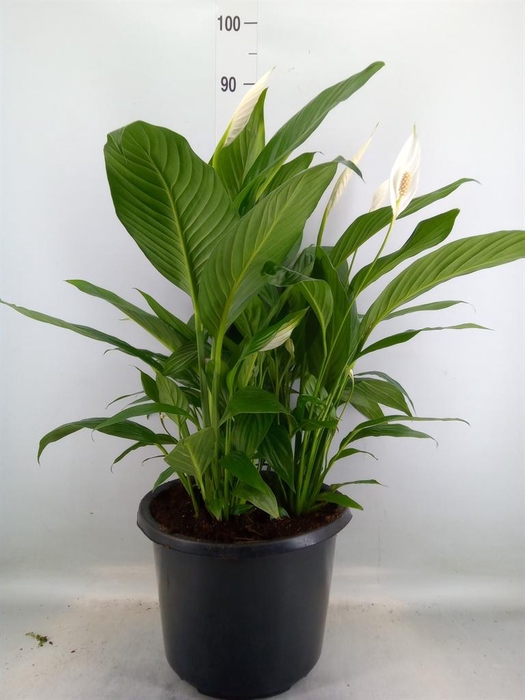 <h4>Spathiphyllum  'Bingo Cupido'</h4>