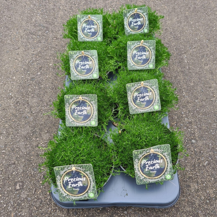 <h4>Vaste planten overig</h4>