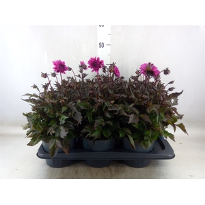 Dahlia  'Gardenetta DL Lavender'
