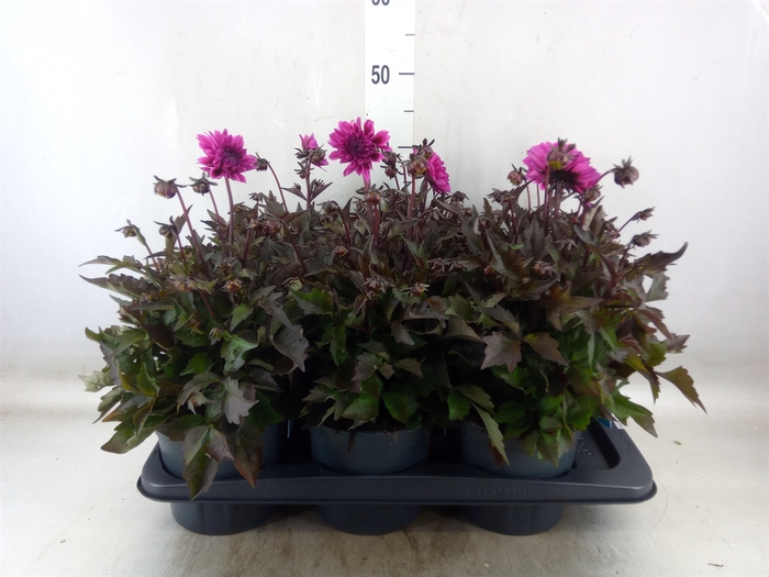 <h4>Dahlia  'Gardenetta DL Lavender'</h4>