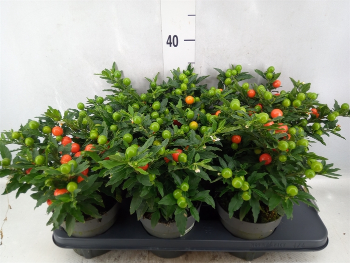 Solanum pseudocapsicum 'Bartoli'