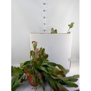 Lepismium houlletianum