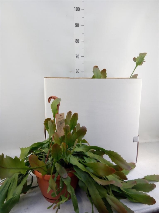 <h4>Lepismium houlletianum</h4>