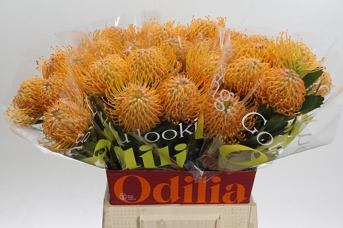 <h4>Nutans Soleil</h4>