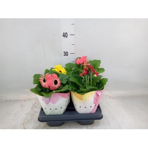 Gerbera  'Colourgame'   ...mix