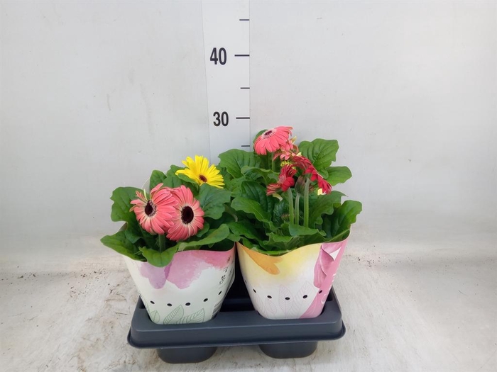 <h4>Gerbera  'Colourgame'   ...mix</h4>