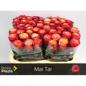R Gr Mai Tai