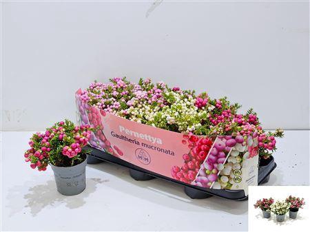 <h4>Gaulth Mucronata</h4>