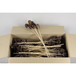 Stick Pine Cone Natural