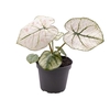 CALADIUM BICOLOR-HYBRID P6 KELLY