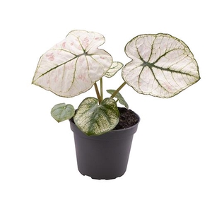 CALADIUM BICOLOR-HYBRID P6 KELLY