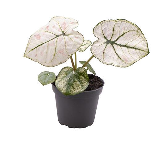 <h4>CALADIUM BICOLOR-HYBRID P6 KELLY</h4>