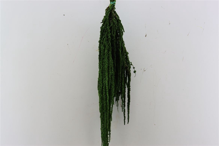 Pres Amaranthus Caud D Green Bunch