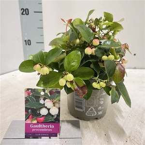 Gaultheria procumbens 'Color Surprise'