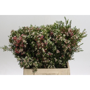 Chamelaucium My Sweet 16