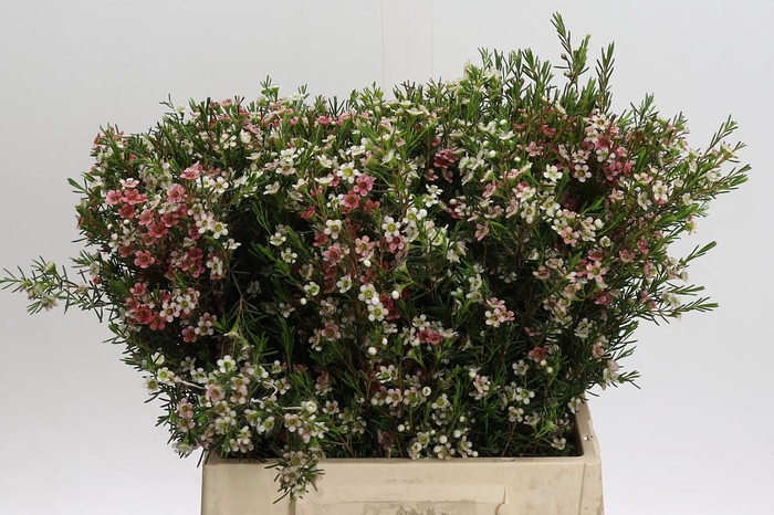 <h4>Chamelaucium My Sweet 16</h4>