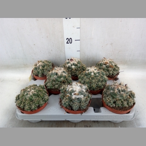 Cactus   ...