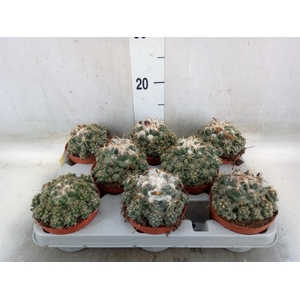 Cactus   ...