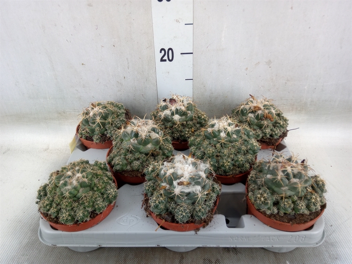 <h4>Cactus   ...</h4>