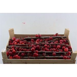 Sier Malustak Red P Wdn Box