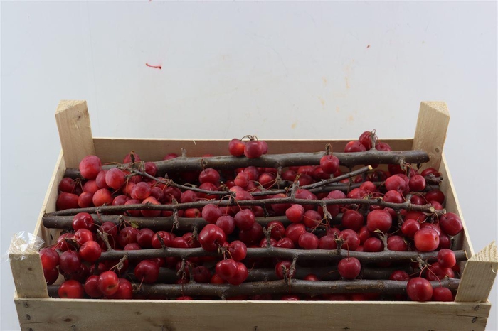 <h4>Sier Malustak Red P Wdn Box</h4>